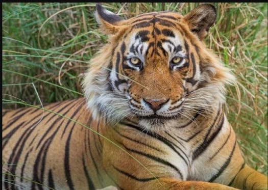 Tiger